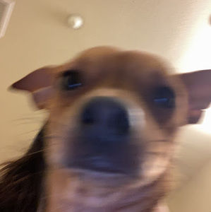 Meet your Posher, Irma